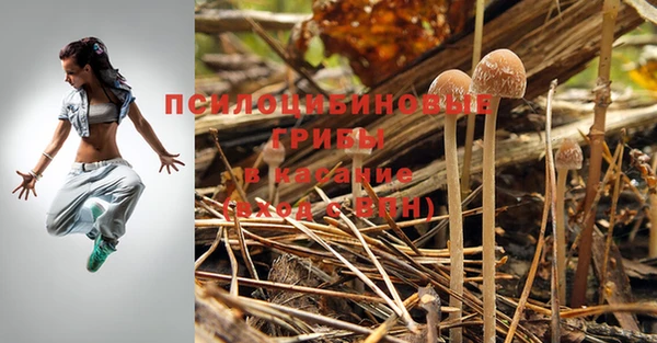 прущие грибы Армянск