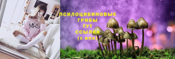 прущие грибы Армянск
